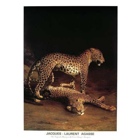 Twp Leopards Black Modern Wood Framed Art Print by Agasse, Jacques-Laurent
