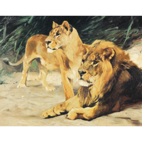 Two Lions White Modern Wood Framed Art Print by Unknown