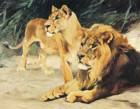 Two Lions White Modern Wood Framed Art Print with Double Matting by Unknown