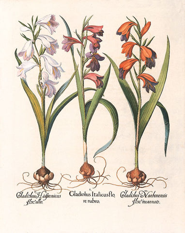 Gladiola Botanical White Modern Wood Framed Art Print with Double Matting by Unknown