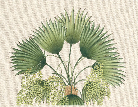 Palm Fronds II Black Ornate Wood Framed Art Print with Double Matting by Unknown