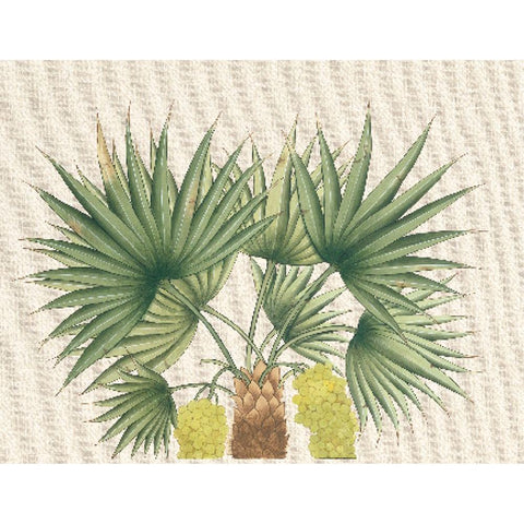 Palm Fronds III Black Modern Wood Framed Art Print with Double Matting by Unknown