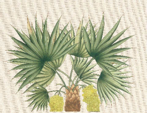 Palm Fronds III Black Ornate Wood Framed Art Print with Double Matting by Unknown
