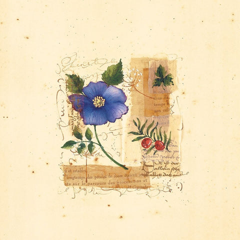 Parisian Pansy I White Modern Wood Framed Art Print with Double Matting by Unknown