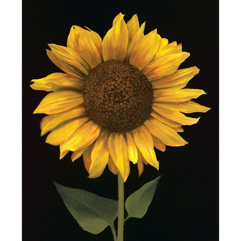 Sunflower I Black Modern Wood Framed Art Print with Double Matting by Unknown