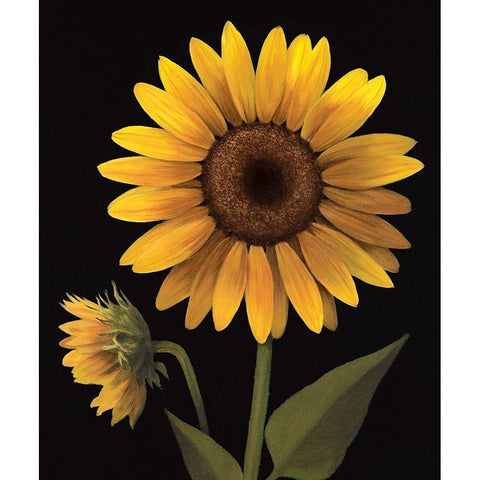 Sunflower II Gold Ornate Wood Framed Art Print with Double Matting by Unknown