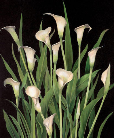 Lily I White Modern Wood Framed Art Print with Double Matting by Unknown