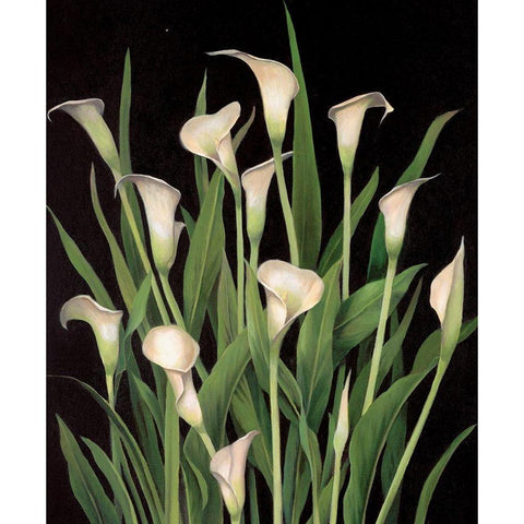 Lily I Black Modern Wood Framed Art Print by Unknown