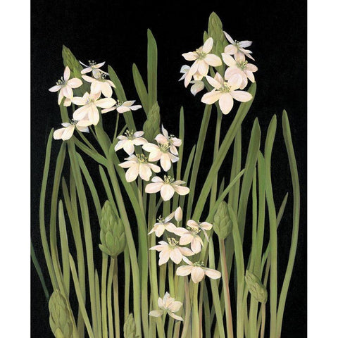 Lily II Gold Ornate Wood Framed Art Print with Double Matting by Unknown