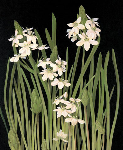 Lily II White Modern Wood Framed Art Print with Double Matting by Unknown