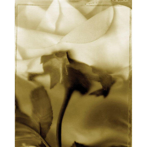 Flower Focus I White Modern Wood Framed Art Print by Unknown