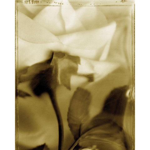 Flower Focus II White Modern Wood Framed Art Print by Unknown