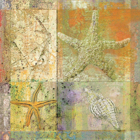 Starfish Collage White Modern Wood Framed Art Print with Double Matting by Unknown