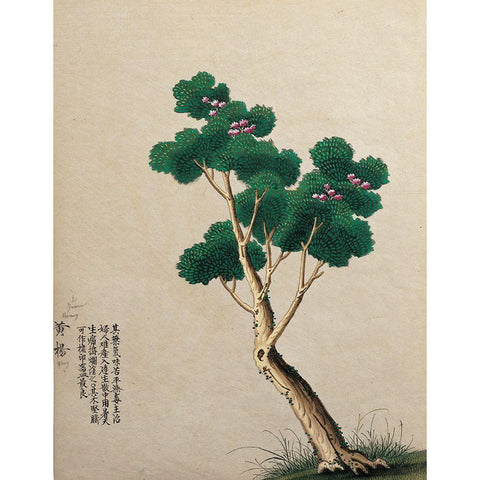 Oriental Tree White Modern Wood Framed Art Print by Unknown