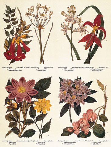 Botanicals Black Ornate Wood Framed Art Print with Double Matting by Unknown