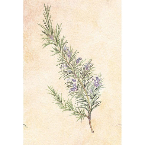 Rosemary White Modern Wood Framed Art Print by Unknown