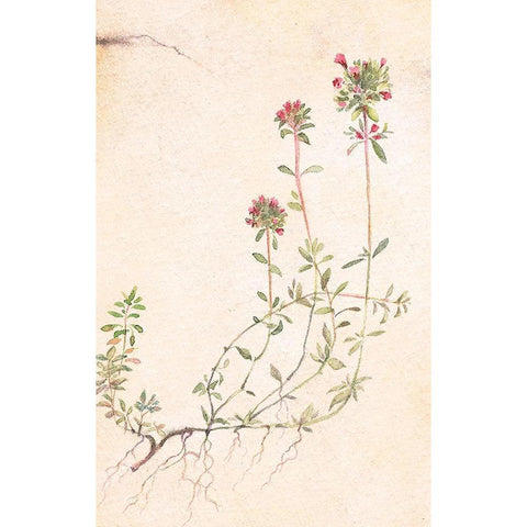 Thyme Black Modern Wood Framed Art Print by Unknown