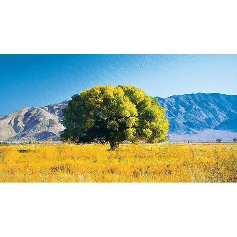 Tree on Mountain Black Modern Wood Framed Art Print with Double Matting by Unknown