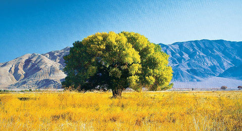 Tree on Mountain Black Ornate Wood Framed Art Print with Double Matting by Unknown