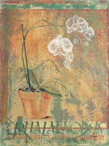 Potted White II Black Ornate Wood Framed Art Print with Double Matting by Unknown