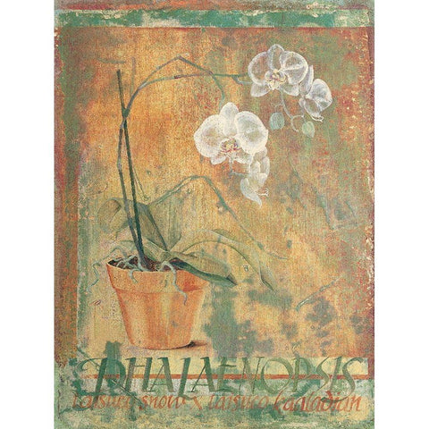 Potted White II Black Modern Wood Framed Art Print with Double Matting by Unknown