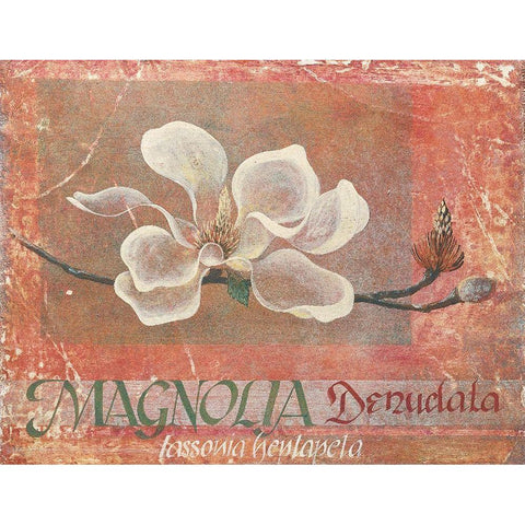 White Magnolia Gold Ornate Wood Framed Art Print with Double Matting by Unknown