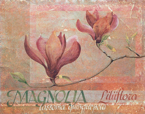 Red Magnolia White Modern Wood Framed Art Print with Double Matting by Unknown