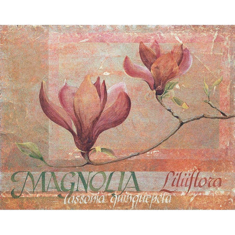 Red Magnolia White Modern Wood Framed Art Print by Unknown