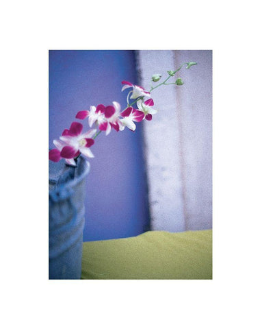 Orchids  White Modern Wood Framed Art Print with Double Matting by Frontline