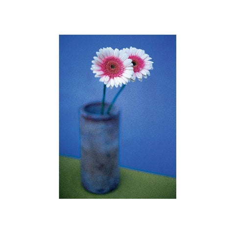 Pink Daisies Black Modern Wood Framed Art Print with Double Matting by Frontline