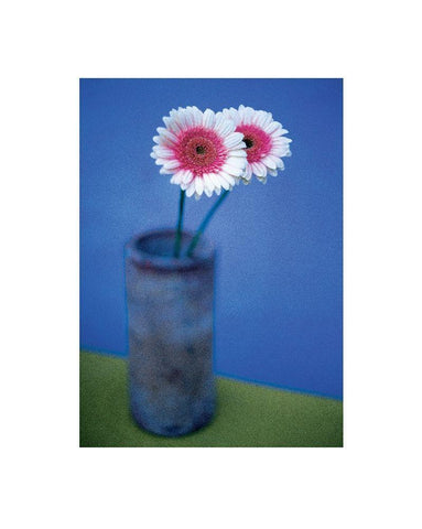 Pink Daisies White Modern Wood Framed Art Print with Double Matting by Frontline