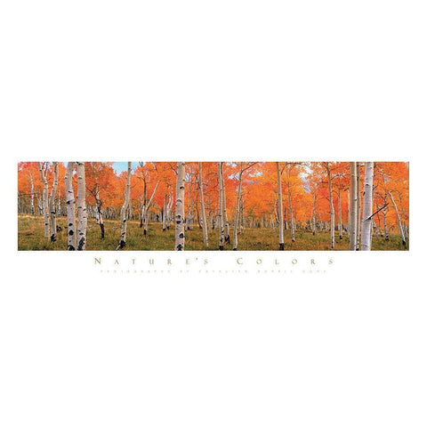 Autumn Trees Black Modern Wood Framed Art Print with Double Matting by Unknown