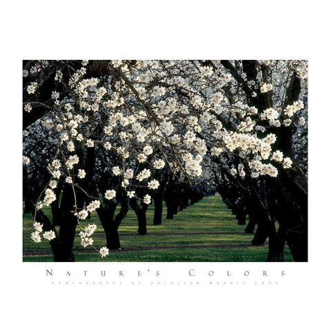 Apple Blossom Time White Modern Wood Framed Art Print by Unknown