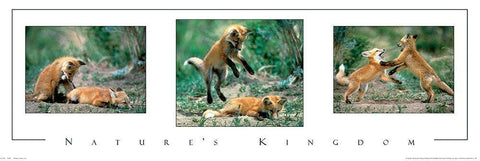 Fox Tryp Panel White Modern Wood Framed Art Print with Double Matting by Unknown