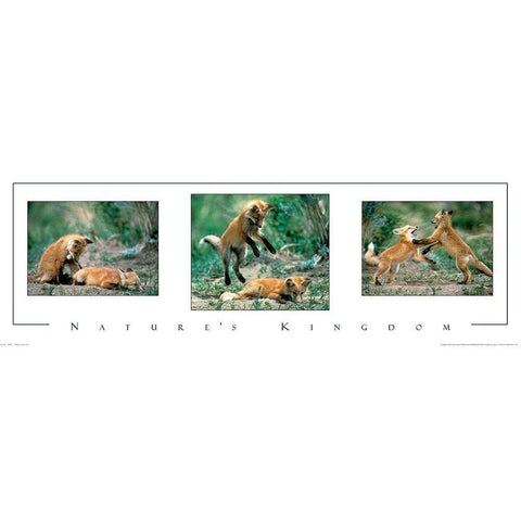 Fox Tryp Panel Black Modern Wood Framed Art Print by Unknown