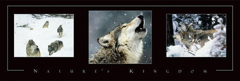 Wolves Tryp Black Ornate Wood Framed Art Print with Double Matting by Frontline