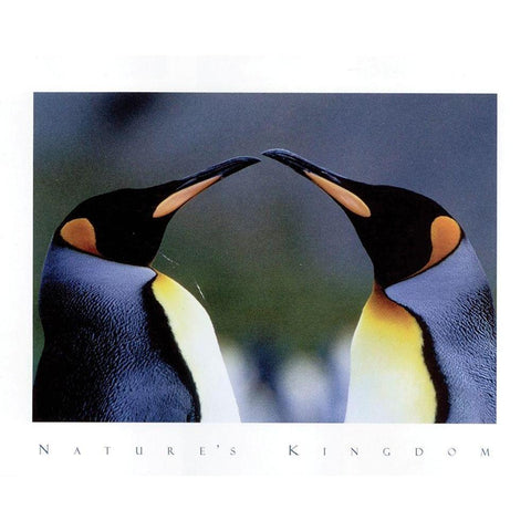 King Penguins Black Modern Wood Framed Art Print with Double Matting by Frontline