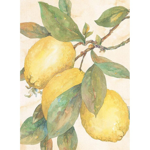 Hanging Lemons White Modern Wood Framed Art Print by Unknown