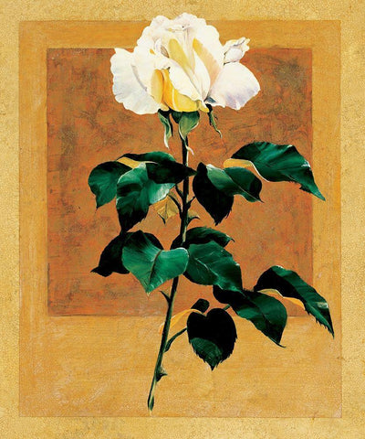 White Rose II Black Ornate Wood Framed Art Print with Double Matting by Unknown