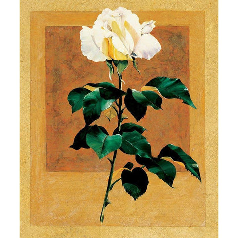 White Rose II White Modern Wood Framed Art Print by Unknown