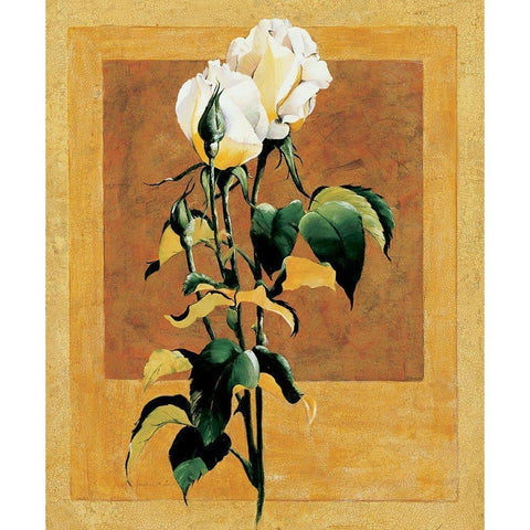 White Rose III Black Modern Wood Framed Art Print with Double Matting by Unknown