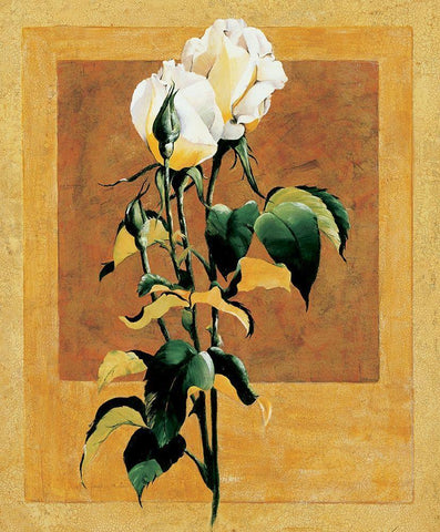 White Rose III White Modern Wood Framed Art Print with Double Matting by Unknown