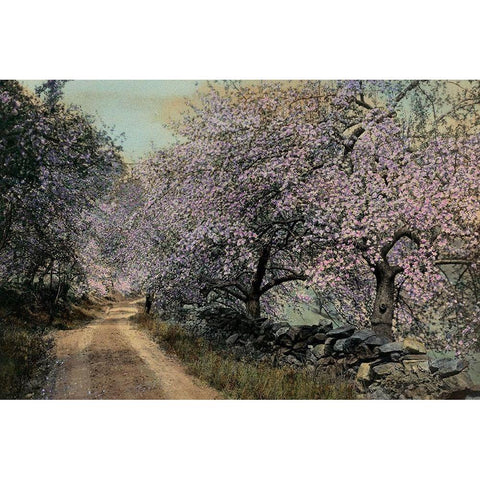 Apple Blossoms II Black Modern Wood Framed Art Print with Double Matting by Unknown