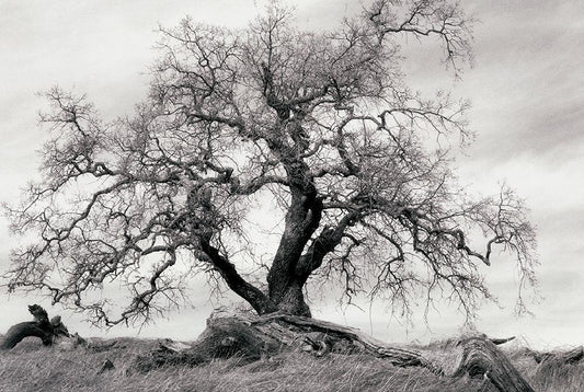 Image Only
