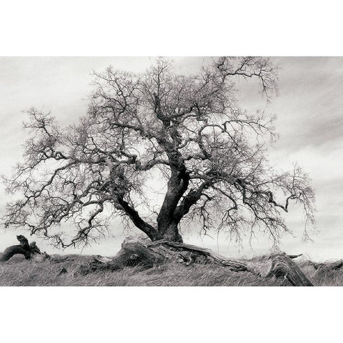 Crab Apple Tree Black Modern Wood Framed Art Print by Unknown