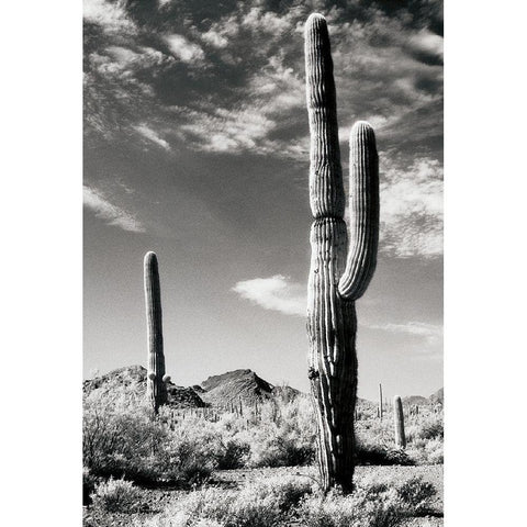 Cactus Black Modern Wood Framed Art Print by Unknown