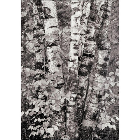 Birch Trees Black Modern Wood Framed Art Print with Double Matting by Unknown