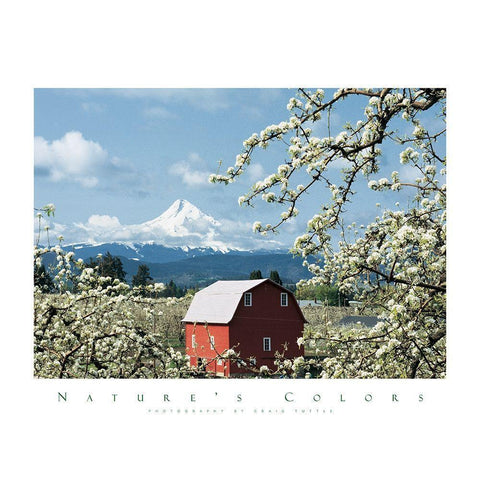 Red Barn and Apple Blossoms Black Modern Wood Framed Art Print with Double Matting by Unknown