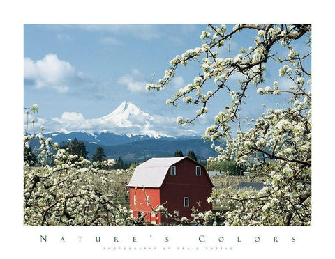 Red Barn and Apple Blossoms Black Ornate Wood Framed Art Print with Double Matting by Unknown