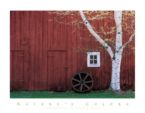 Red Barn and Aspen Tree White Modern Wood Framed Art Print with Double Matting by Unknown